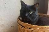 Esta gata negra sobrevivió a ritual de Halloween: su vida cambió al ser adoptada