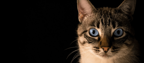 ¿Cómo limpiar y quitar los malos olores del arenero para gatos?