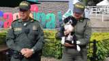 Autoridades rescataron en Cundinamarca a cachorro abandonado en un costal