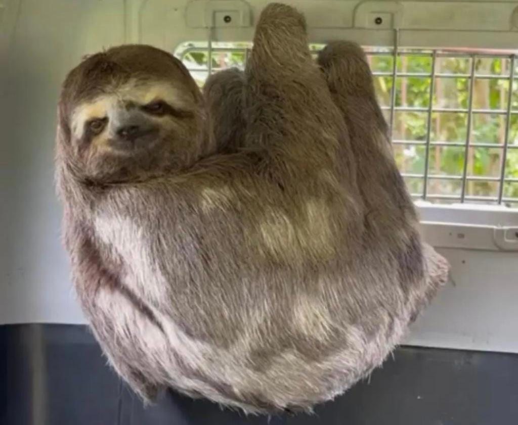 Video: rescatan un oso perezoso que se encontraba dentro de un conjunto en Santander