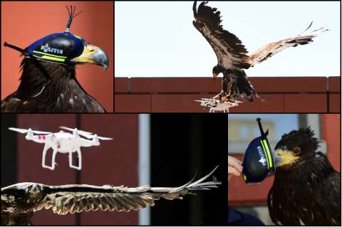 Las águilas de Holanda que derriban drones sin impacto medioambiental