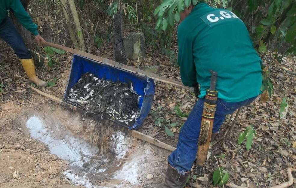 “Miles de pequeños peces muertos. Se presenta un fuerte olor en el sector de caño Rosario, es un lugar cercano a la refinería de Ecopetrol, no sabemos sí es una contaminación”, indicó un habitante. / Cortesía