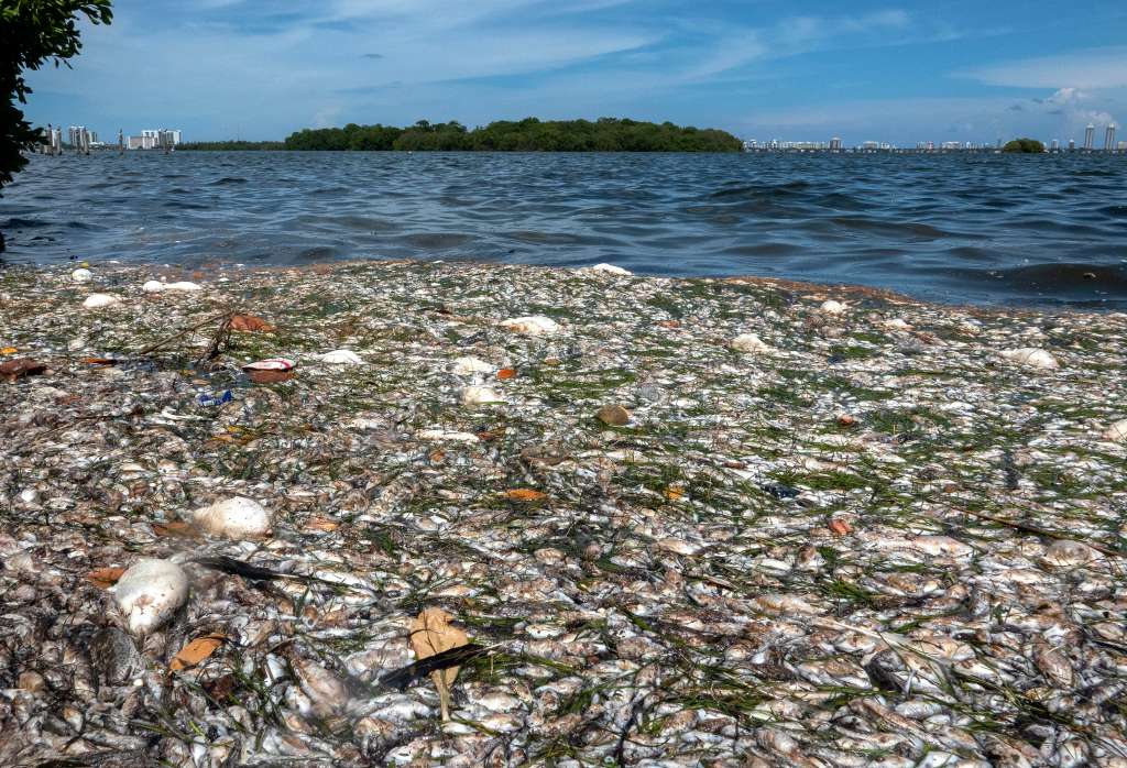 Peces muertos en Miami