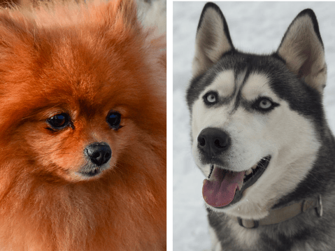 Los pomskies: ¿cómo es un pomerania mezclado con un husky?