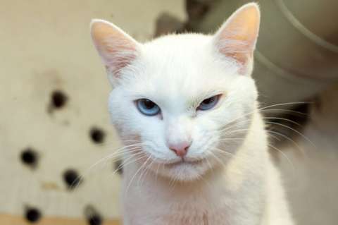 ¿Se acuerda del pulpo Paul? Ahora llega el gato Aquiles