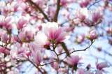 Magnolia: el árbol de flores blancas que transforma el jardín de forma natural