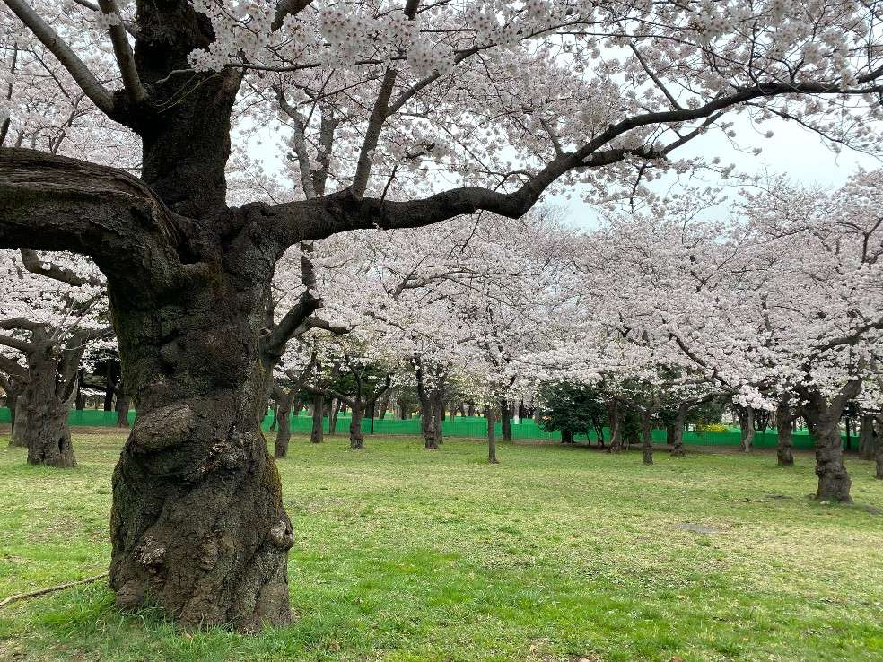 Japón