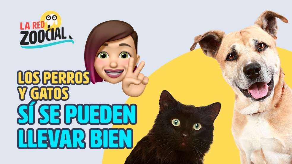 Perros y Gatos Red Zoocial