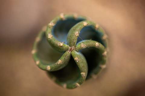 ¿Las plantas de interior se pueden cultivar juntas? Conozca algunos ejemplos