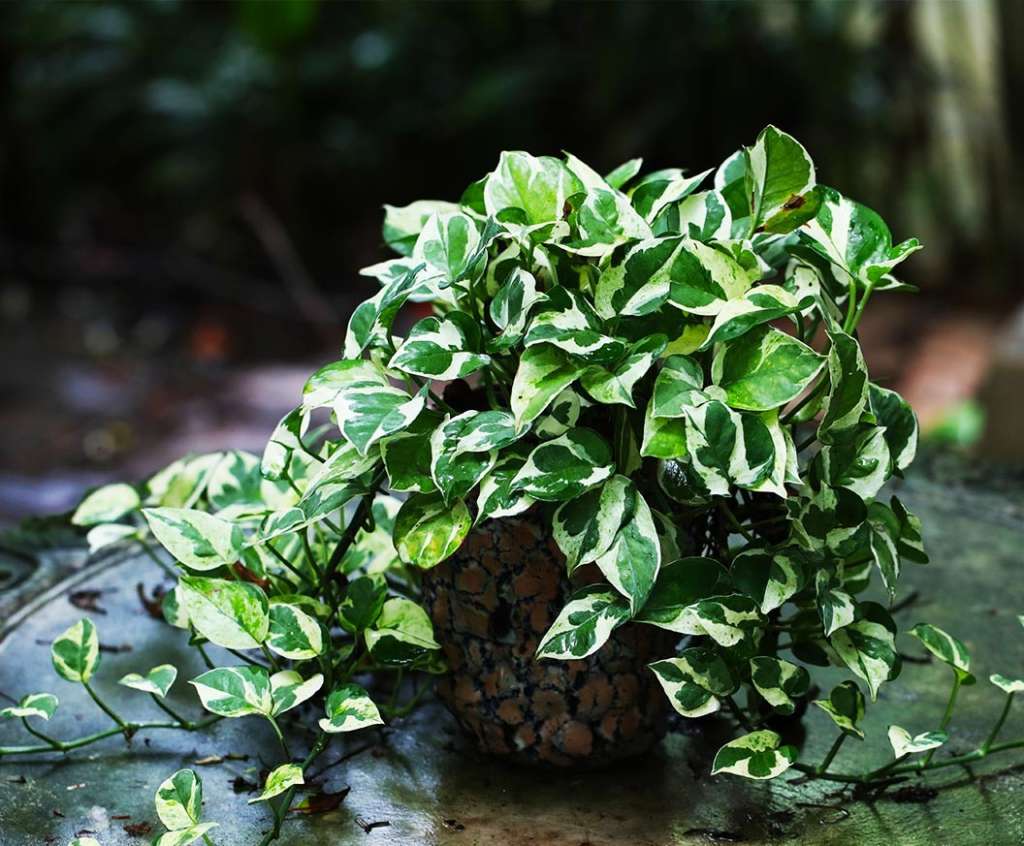 Pothos (Epipremnum aureum)