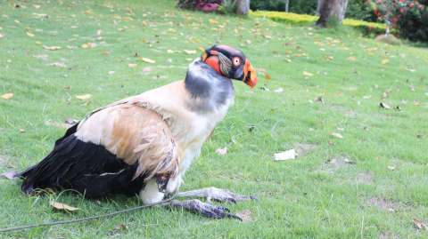 Murió el rey gallinazo que había recibido un impacto de bala en Santander
