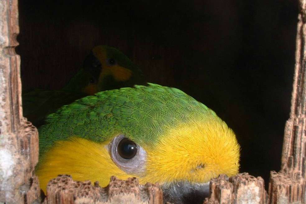 El loro orejiamarillo es un ejemplo de conservación que ha evitado que la especie se extinga.