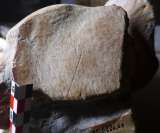 Los neandertales eran capaces de cazar enormes elefantes de hasta 13 toneladas
