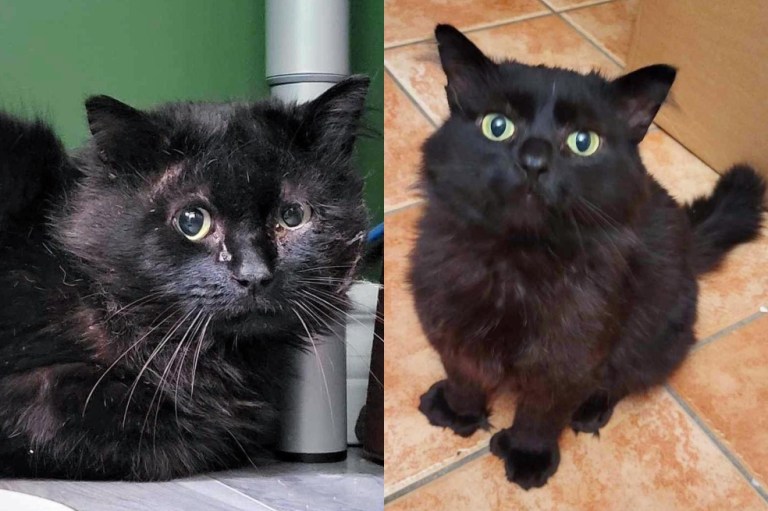 Balth, un gato herido y asustado, apareció en la casa correcta y su vida cambió por completo