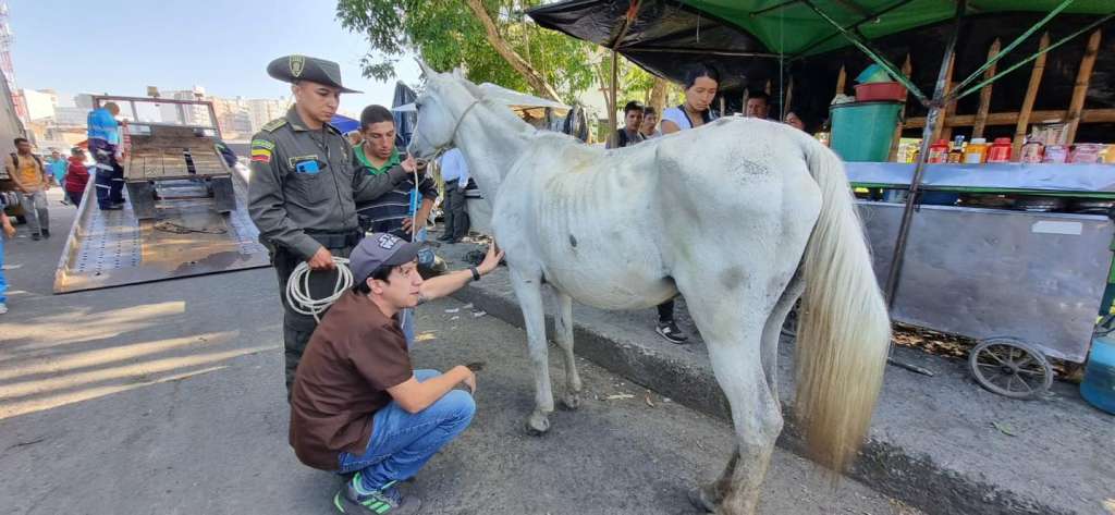 El animal fue trasladado a un centro veterinario donde actualmente se encuentra recuperándose de sus lesiones.