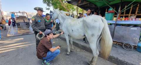 ¡Buenas noticias! Rescatan a caballo que se desplomó en vía pública de Popayán