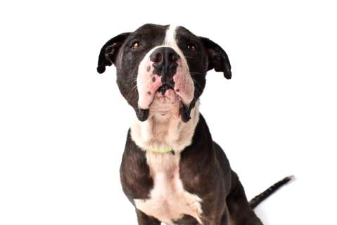 Pitbull’s de Corazón: el lugar que cuida a los perros estigmatizados y rechazados