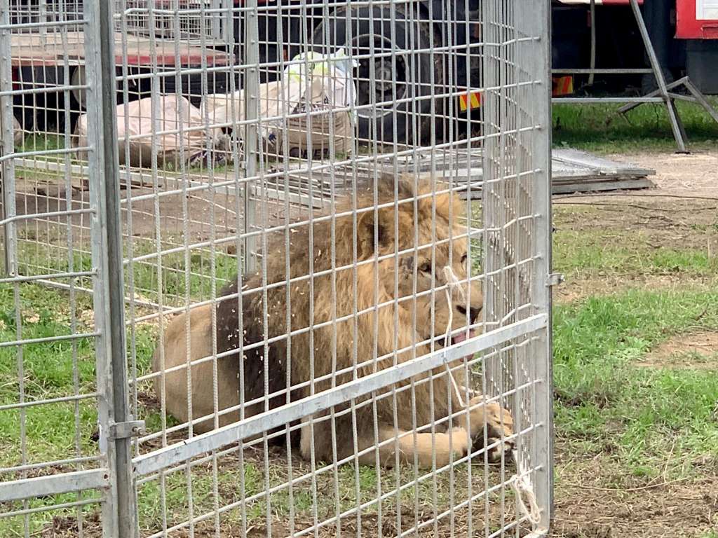 El león Kimba, de 8 años, en cautiverio del circo Rony Roller es visto detrás de vallas en Ladispoli el 12 de noviembre de 2023.