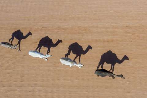 5.000 camellos fueron sacrificados para proteger tribus aborígenes en Australia