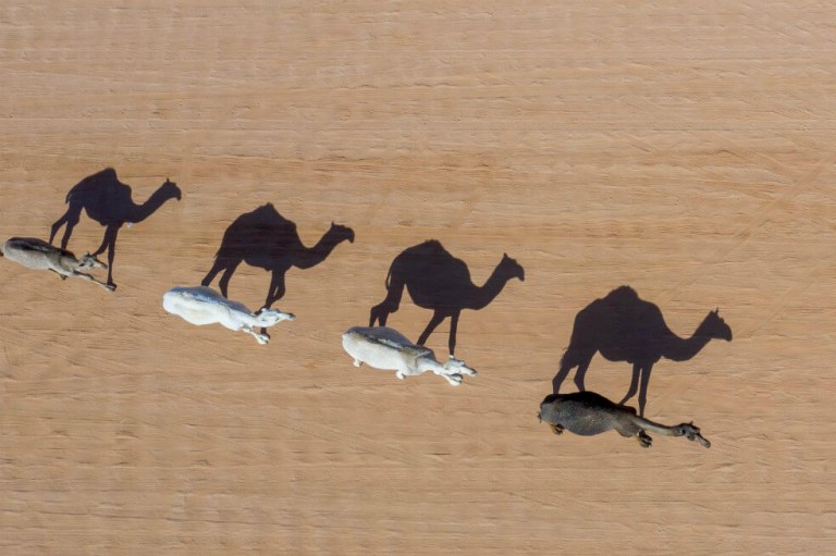 5.000 camellos fueron sacrificados para proteger tribus aborígenes en Australia