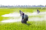 Glifosato, el pesticida que enfrenta a los científicos