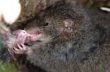 Este animal tiene sexo hasta morir, y si sobrevive, se come a los que murieron