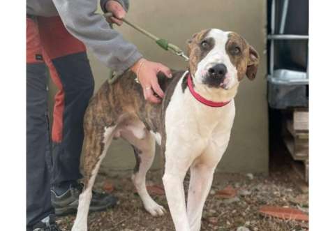 Pancho, el perro que recorrió la ciudad buscando a su dueño