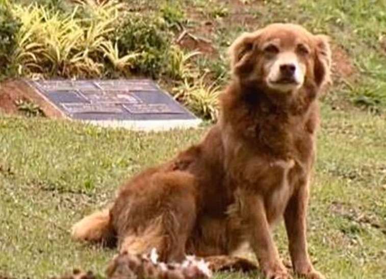 Perro que vivió en la tumba de su humana inspira ley para enterrar mascotas con sus tutores