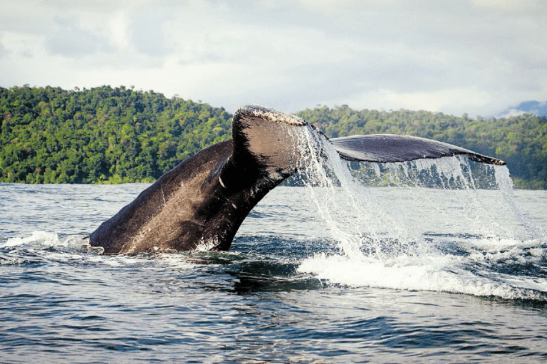 Rusia prohibirá la caza de ballenas y delfines
