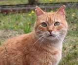 Gatos celosos: ¿qué genera posesividad en los felinos?