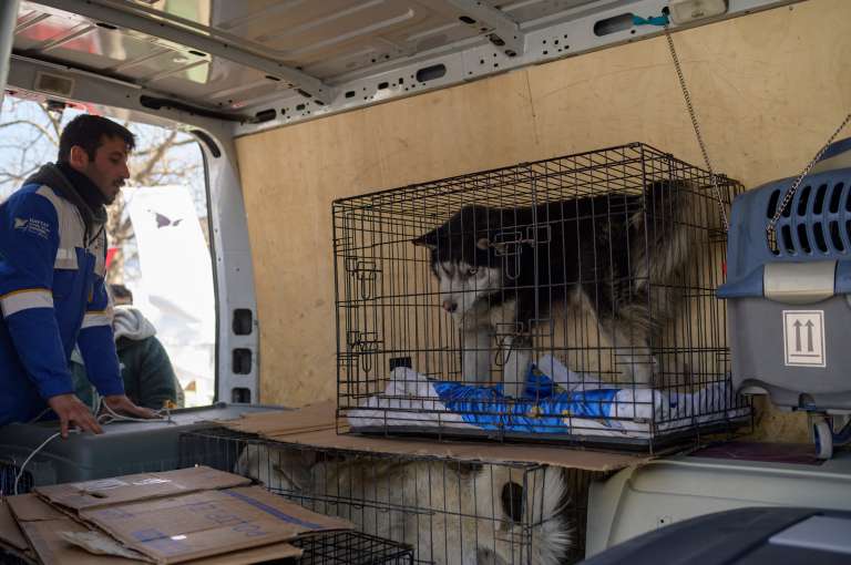 Desde que el sismo de magnitud 7,8 sacudió la región el pasado 6 de febrero, dejando más de 45.000 muertos en Turquía y Siria, cientos de gatos, perros, conejos y pájaros siguen atrapados bajo los escombros que dejó el devastador terremoto.
