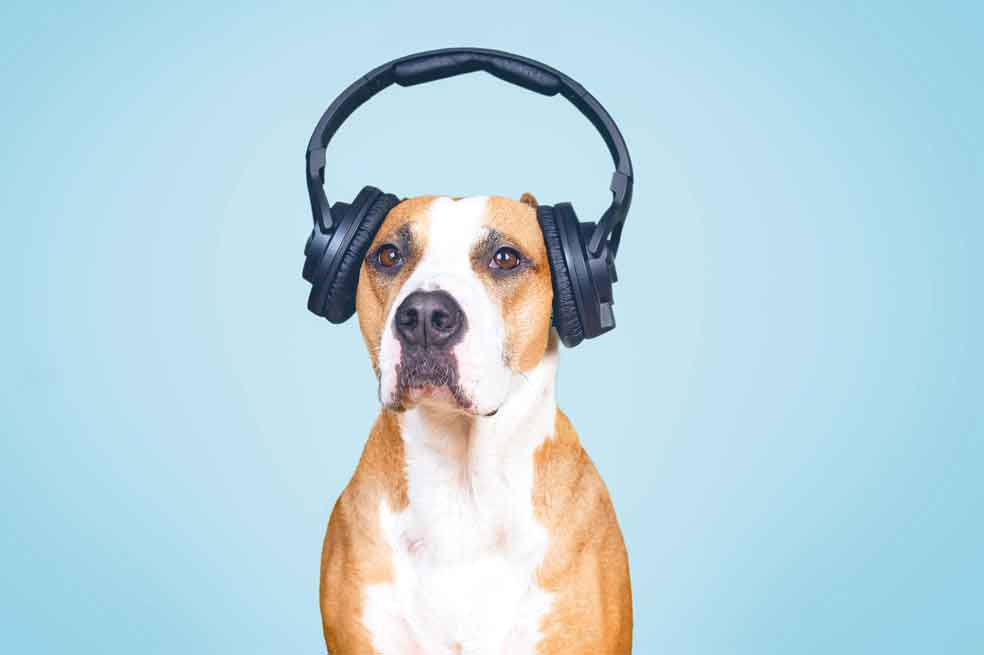 Existe el mito de que si acariciamos o consolamos a una mascota que tiene miedo, estamos "premiando" y reforzando ese miedo.
