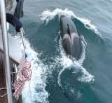 Las orcas podrían estar embistiendo barcos por “moda”