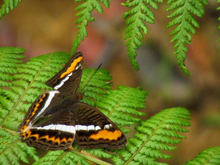 Su nombre es Adelpha corcyra salazari y pertenece al género Adelpha o las conocidas mariposas monjas.