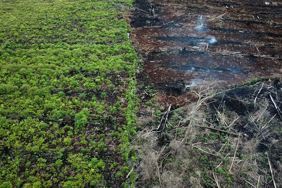 Se han deforestado 43 millones de hectáreas de bosque en la última década