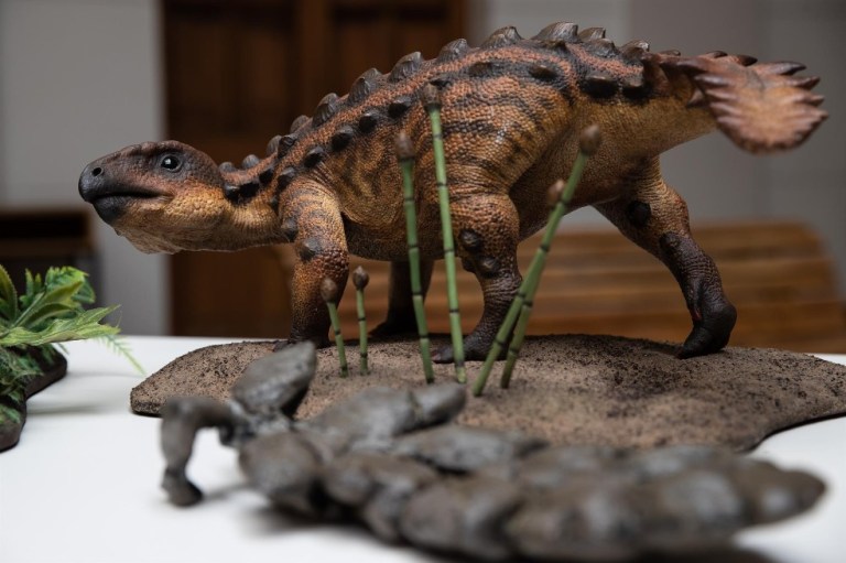 Descubren a Stegouros, un dinosaurio que tenía la cola como un garrote