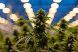 Startup de dispositivos de marihuana recaudó US$20 millones