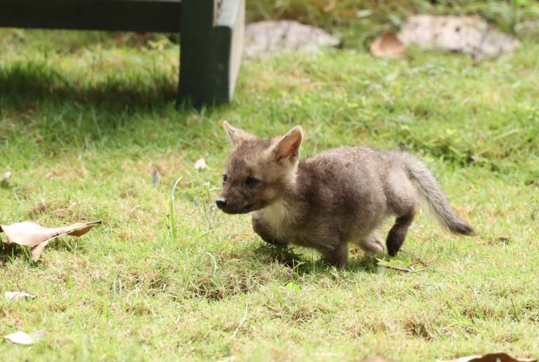 En Huila, rescatan a cría de zorro que había sido confundida con un perro
