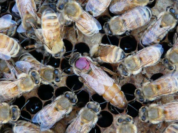 Una reina de las abejas melíferas rodeada de su séquito, que es un grupo en constante cambio de abejas obreras encargadas de su cuidado, alimentación y protección. A las reinas se les aplica una marca de color fucsia para facilitar su identificación.