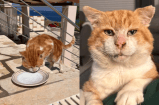 Un gato callejero los eligió: la historia de amor que comenzó en unas vacaciones