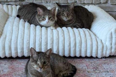Adopción triple: Jesse, Jasper y Blaze encontraron juntos su hogar definitivo