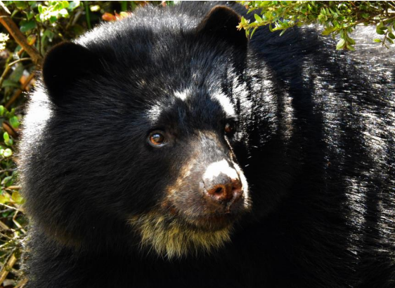 El oso andino es la especie del animal que escapó del Parque Jaime Duque, y que autoridades ambientales buscaron durante varios días.