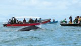Avistamiento de ballenas en el Pacífico: de oportunidad a una amenaza