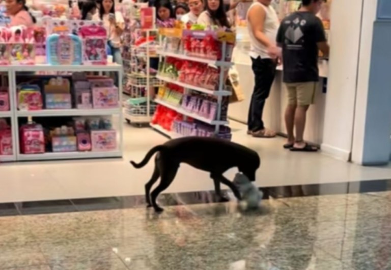 El perrito que intentó llevarse un peluche de Miniso fue adoptado y ya no vive en la calle