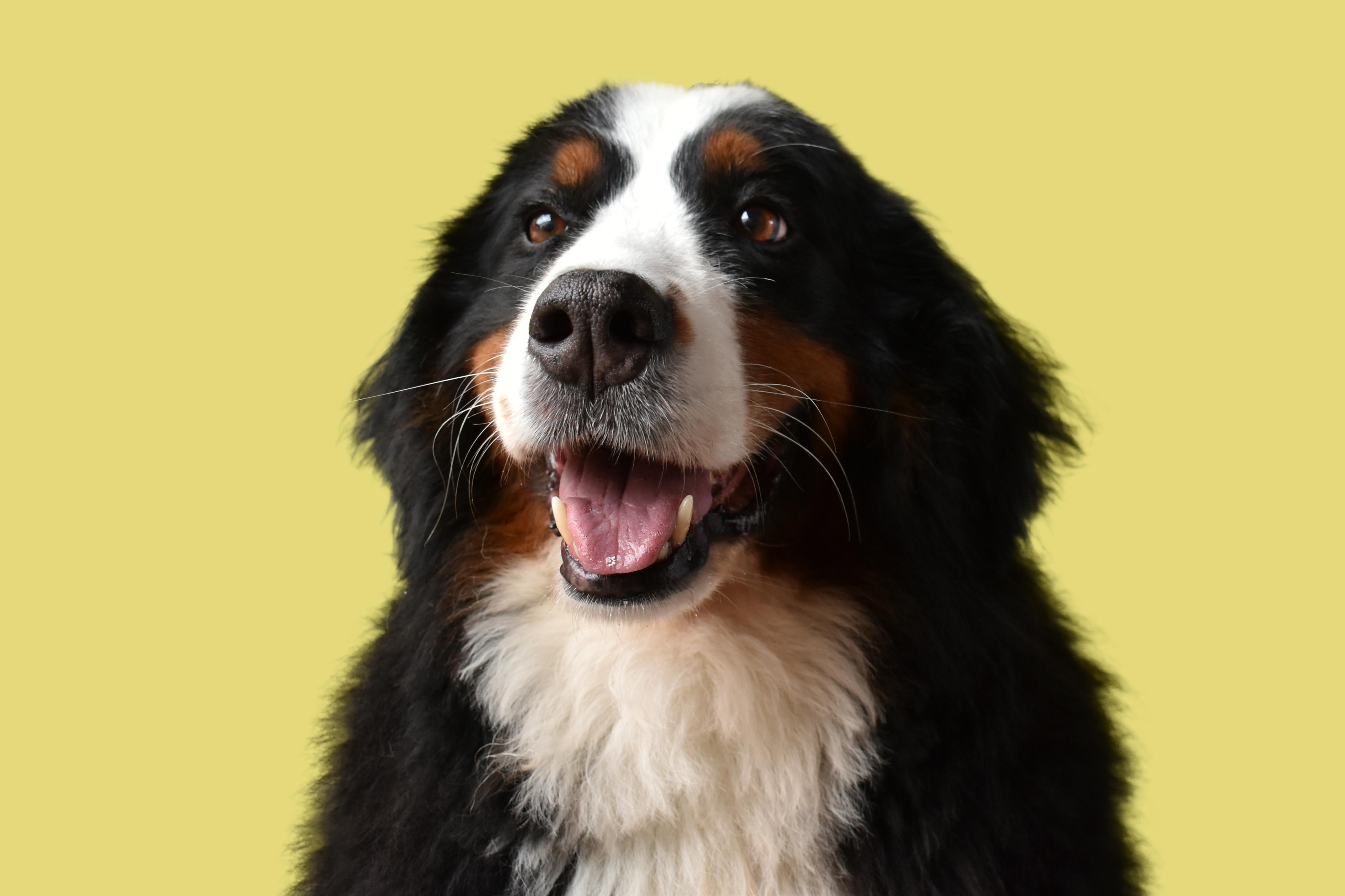 Kiara, la perrita que inspiró la ley para regular guarderías, peluquerías, paseadores y demás.