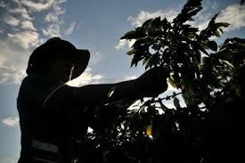 Cafeteros de Huila no se unirán al paro