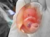 El cambio climático podría estar afectando la fertilidad de los seres humanos