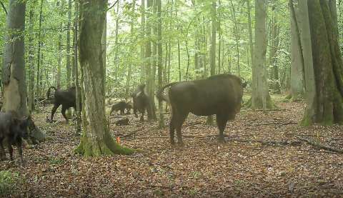 Este video muestra algo más que lobos cazando una cría de bisonte y a los adultos salvándola