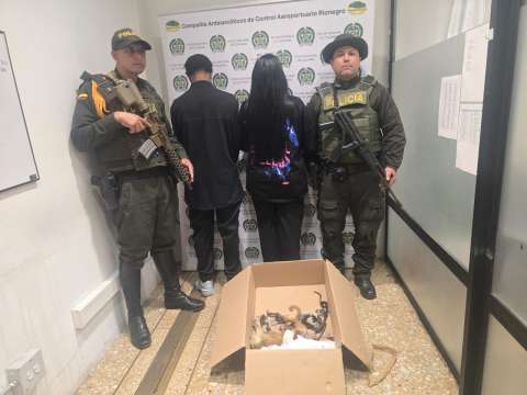 Capturan a dos personas que querían sacar a seis primates en vuelo desde Medellín