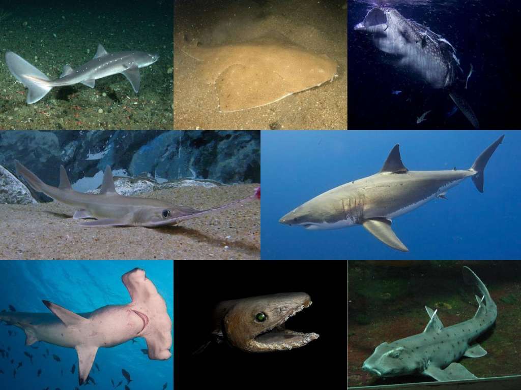 Tiburones